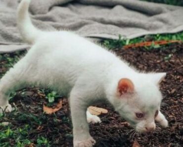 La fille a ramassé un joli chaton blanc aux yeux bleus, mais ce n’était pas un chat domestique. À quoi ça ressemble maintenant