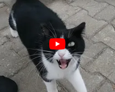 Le chat Tuxedo était très heureux de me voir et a commencé à miauler fort