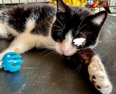 Ce chat borgne avait de nombreuses maladies et un vétérinaire a pensé à l’euthanasier