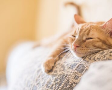 Que ne pas dire à quelqu’un qui pleure la perte de son chat