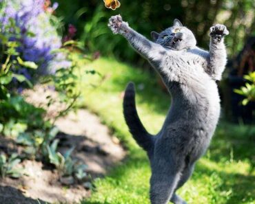 Les photos des chats amusants avaient fait fondre le cœur de tout le monde