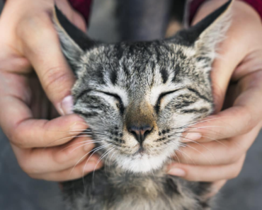 Comment rendre votre chat plus câlin : 6 conseils à suivre