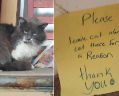 Un chat a été trouvé dans la rue avec une note : « Ne touchez pas le chat. Il y a une raison pour laquelle il est assis ici.”