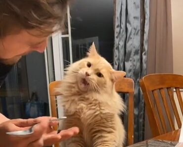 Ils ont donné de la glace au chat pour la première fois et ont regardé sa réaction