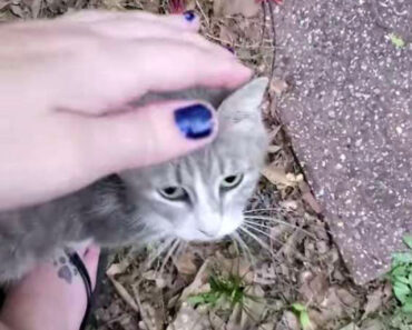 Un chat errant présente ses bébés à la femme qui la nourrit depuis quelques jours