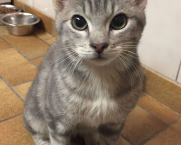 Cette chatte abandonnée et blessée avait enfin reçu le traitement