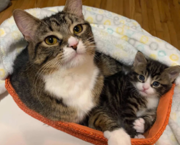 L’adorable maman chat revient vers son petit chaton après avoir été séparée pour des problèmes de santé