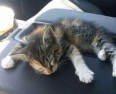 Le chaton s’est immédiatement endormi dans la voiture »: Un homme a trouvé un chaton solitaire sur la route et l’a sauvé