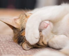 Pourquoi les chats se couvrent-ils le visage lorsqu’ils dorment ?