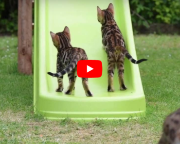 Ces chatons s’amusent comme des fous avec un toboggan et leur maman