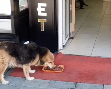 Le propriétaire du magasin laisse entrer les animaux errants dans son magasin pour les restes de viande tous les jours