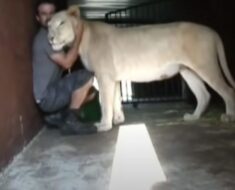 Découvrez la réaction inattendue de la lionne lorsque les gardiens du zoo tentent d’attraper son bébé