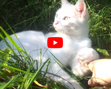 Un chat errant se fait caresser, en profite pour la toute première fois