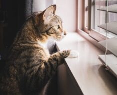 Combien de temps les chats peuvent-ils rester seuls ? Un guide complet