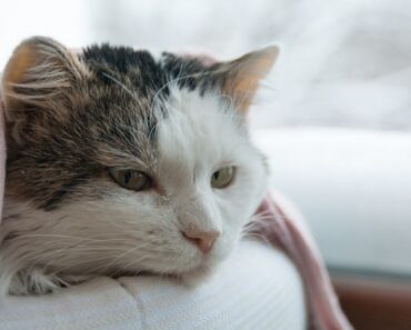 Chat malade : les signes et symptômes qui doivent inquiéter