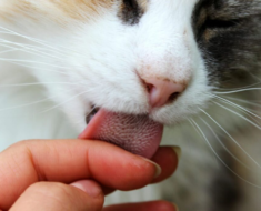 Est-il normal que les chats vous lèchent ? 8 raisons pour lesquelles votre chat apprécie ça