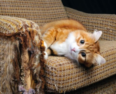 Comment empêcher votre chat de détruire les meubles en : 7 étapes simples