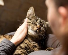 8 conseils pour que n’importe quel chat vous aime davantage