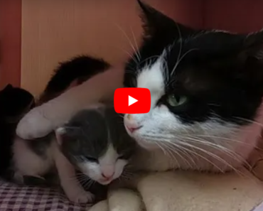 La mère chat qui ronronne et câline ses chatons pour les calmer est incroyablement mignonne