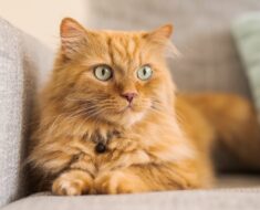 Pourquoi les chats font-ils pipi sur les objets ? 5 raisons possibles