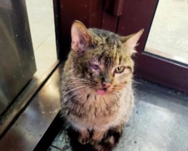 Le chat malade est venu à la pizzeria pour se réchauffer tout l’hiver et a attendu que quelqu’un le nourrisse