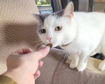 Combien de friandises par jour peut-on donner à un chat ?