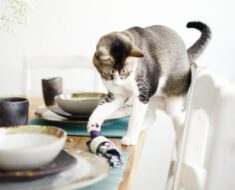 Pourquoi les chats font-ils tomber des objets sur les tables ?