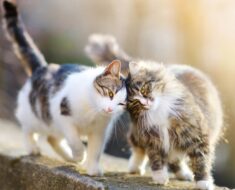 10 signes que votre chat veut un autre chat