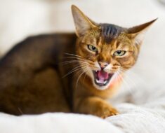 Pourquoi mon chat grogne-t-il ? 7 raisons que vous devriez savoir