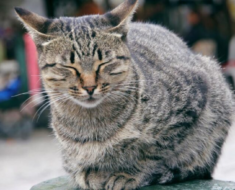 Pourquoi les chats clignent-ils des yeux ?