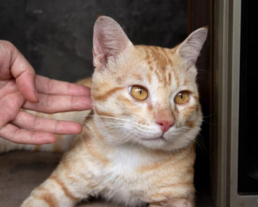 Pourquoi mon chat m’ignore-t-il ? Quand s’inquiéter