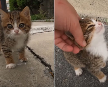 Un homme au bon cœur est choqué de trouver un petit chaton gelé errant dans les poubelles