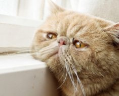 5 signes indiquant que votre chat est malheureux et comment vous pouvez l’aider