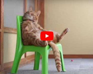 Ce chat qui se prend pour le boss et squatte une chaise est vraiment désopilant