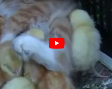 Ce chaton est comme un grand frère pour ces poussins qui aiment venir se blottir contre lui