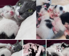 Après avoir été amenée en secours, une chatte donne naissance à six chatons quelques jours plus tard