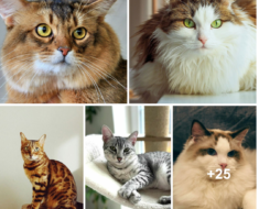 Les 25 races de chats adorables qui feraient les meilleurs partenaires de câlins