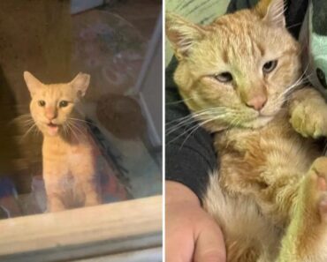 Un sympathique chat aux yeux louches visite la maison d’une femme chaque jour, prêt à laisser sa vie errante derrière lui