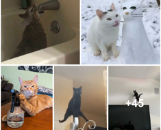 50 moments hilarants de chats perdant leur seule cellule cérébrale : les meilleures photos de tous les temps !