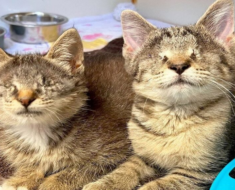 Deux chats aveugles trouvent enfin leur foyer pour toujours