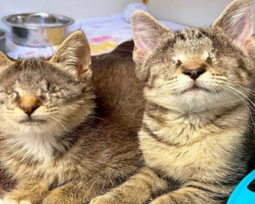 Deux chats aveugles trouvent enfin leur foyer pour toujours