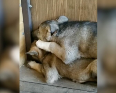 Deux chiots abandonnés tremblaient de peur lorsqu’une gentille femme les a trouvés dans la rue