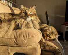 Deux chats sauvages uniques ayant des besoins spéciaux trouvent ensemble un foyer aimant