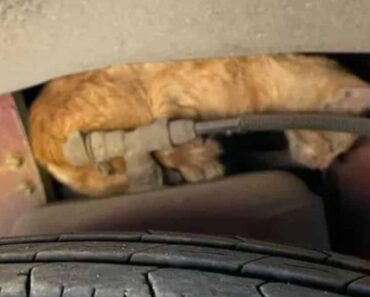 Cet homme ne savait pas que le petit chaton qu’il avait trouvé dans un moteur de bus allait changer sa vie