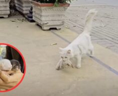 Une maman chat désespérée remet ses chatons à un sauveteur en espérant qu’il puisse les sauver