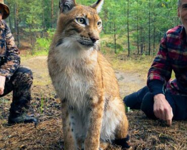 Une beauté de Lynx sauvée de la vie en cage peut enfin découvrir ce que c’est que d’être maman