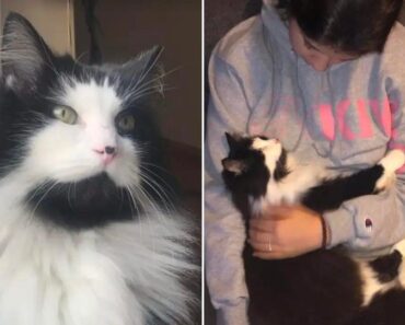 Une famille recherchant des chats adoptables est choquée après avoir vu un visage familier