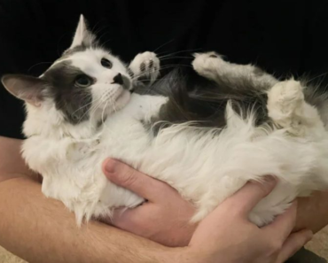 Un couple adopte le chat le plus en colère du refuge, puis témoigne alors qu’elle baisse lentement sa garde