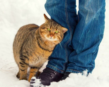 Qu’est-ce que cela signifie lorsqu’un chat se frotte contre vous ?