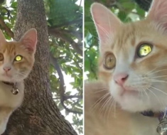 Cet adorable chat roux avec son œil en forme de diamant est le joyau le plus précieux d’Internet